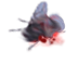 lecsapott légy